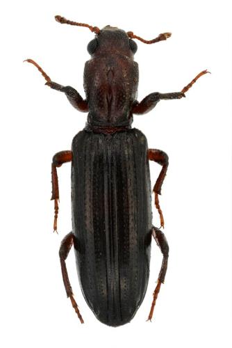 Ogmoderes angusticollis